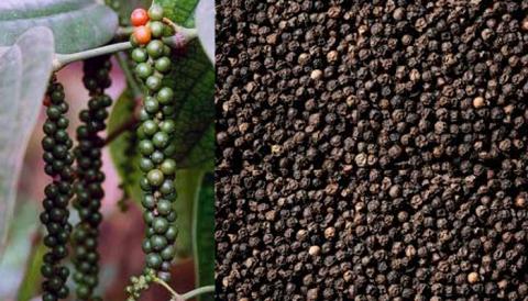 black pepper